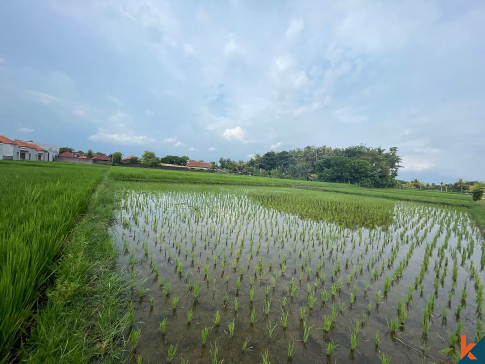 2500 m² Land Plot for Sale Kedungu, Bali, Kedungu