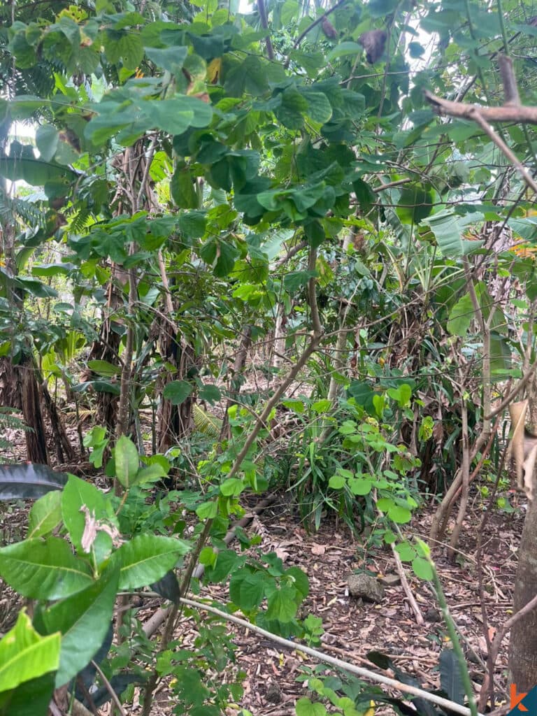 1000 m² Land Plot for Sale Bukit, Bali, Bukit — photo 3
