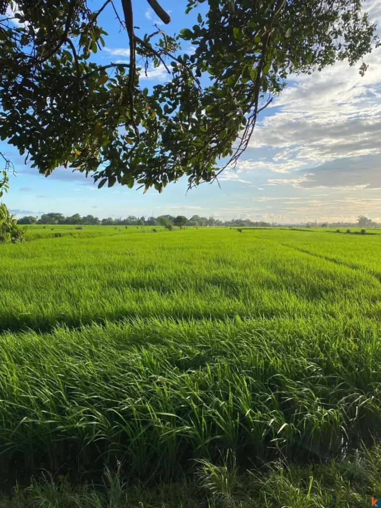 260 m² Land Plot for Sale Kedungu, Bali, Kedungu — photo 3